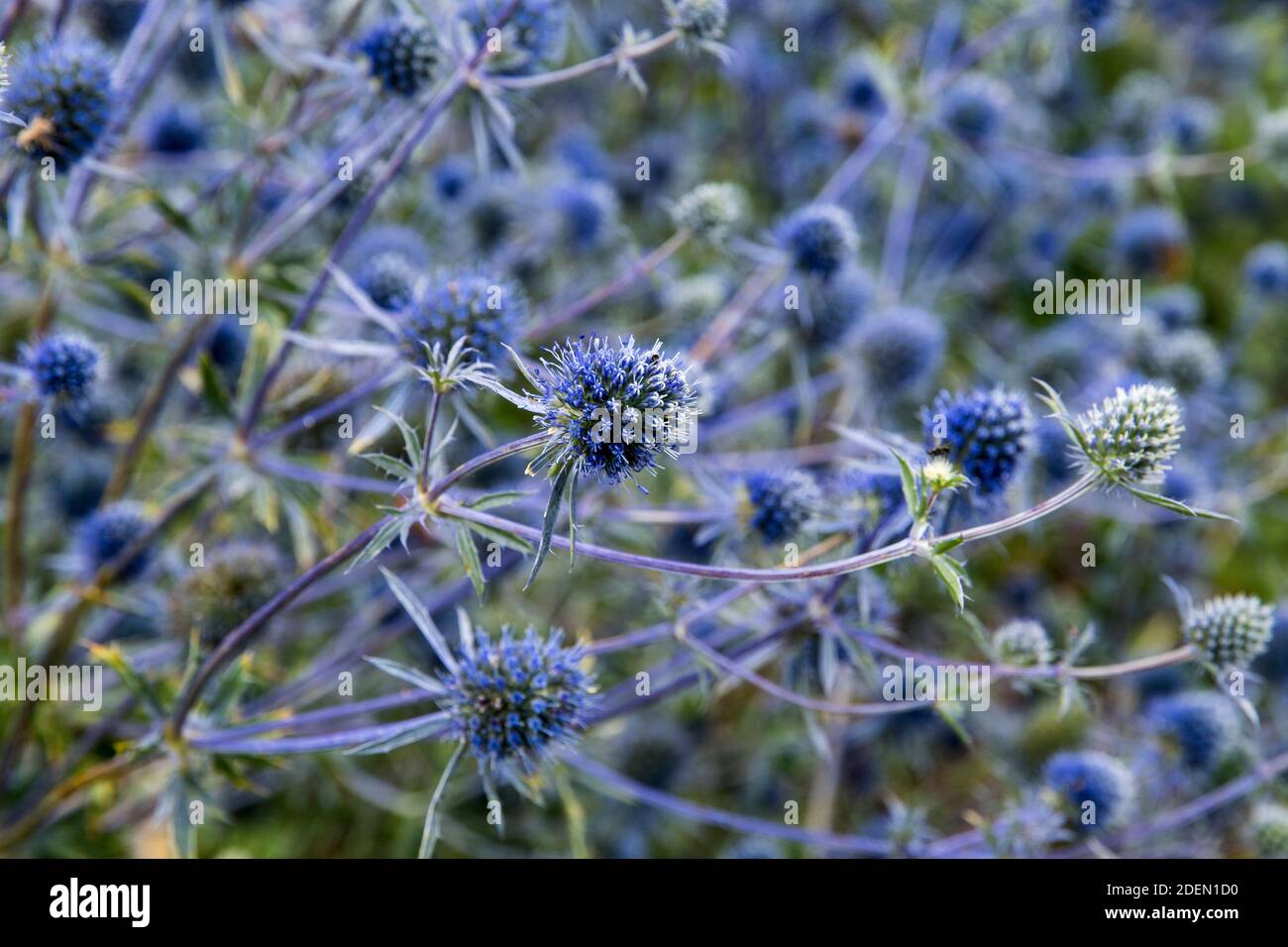 Blue flowers of Eryngium planum Stock Photo Alamy