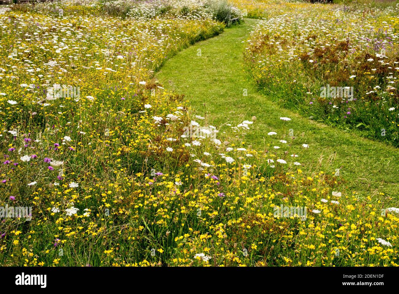 Nature garden with wild herbs Stock Photo