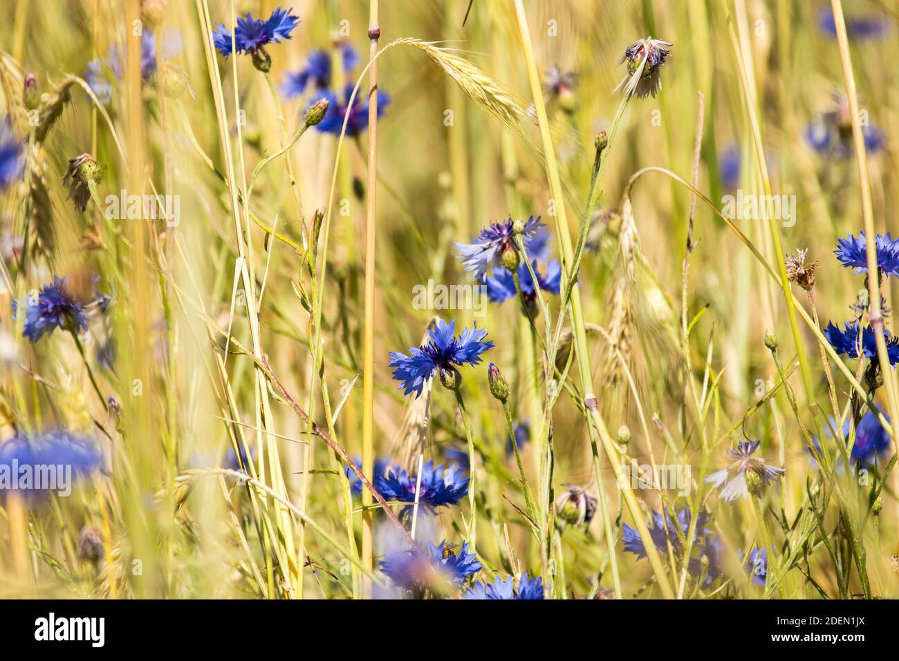 Weed in corn field hi-res stock photography and images - Alamy