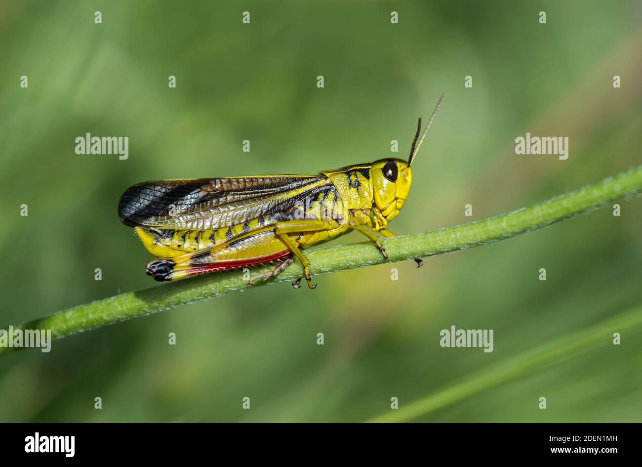 Large banded grasshopper (Arcyptera fusca), male, a Short-horned grasshopper from the Acrididae family, Valais, Switzerland Stock Photo