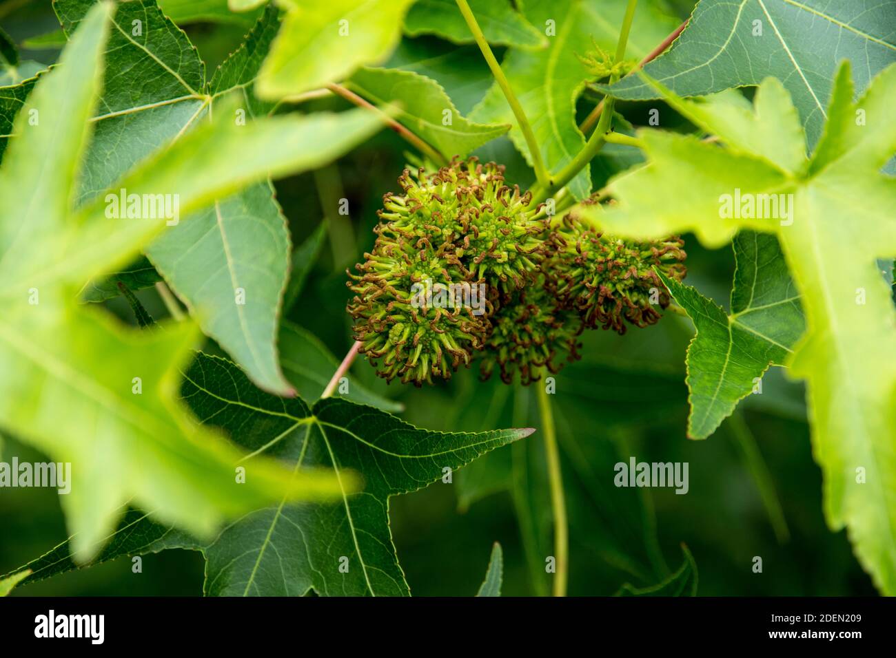 Flowers of Liquidambar styraciflua 'Thea' Stock Photo