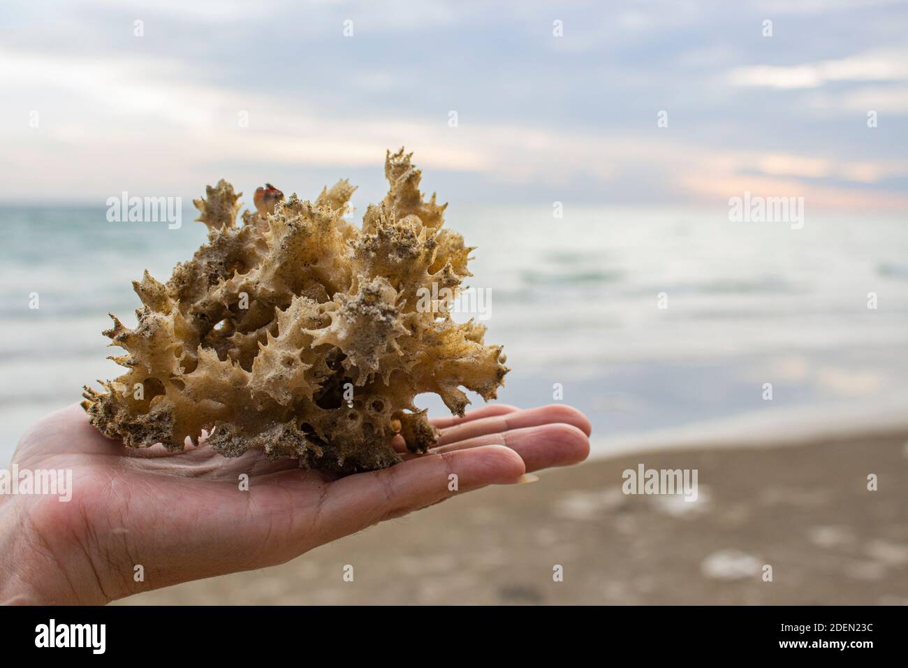 Sea anemone in the hand with the sea background and copy space. Stock Photo