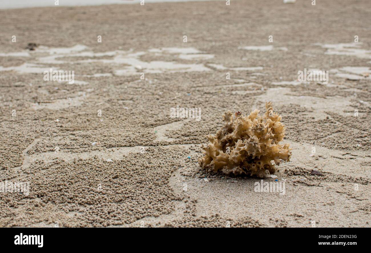 Sea anemone on the beach with copy space. Stock Photo