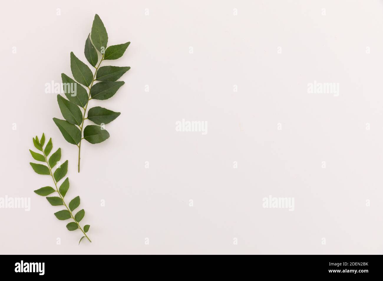 Multiple green leaves on twigs lying on white background Stock Photo