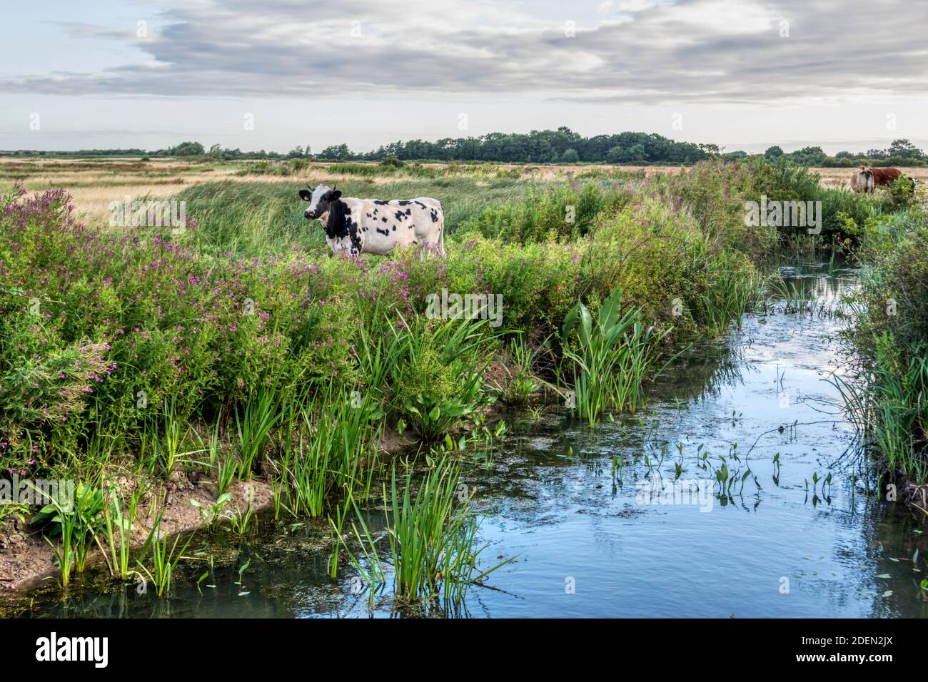 Cattle on freshwater grazing marshes in Norfolk in the early morning. Stock Photo