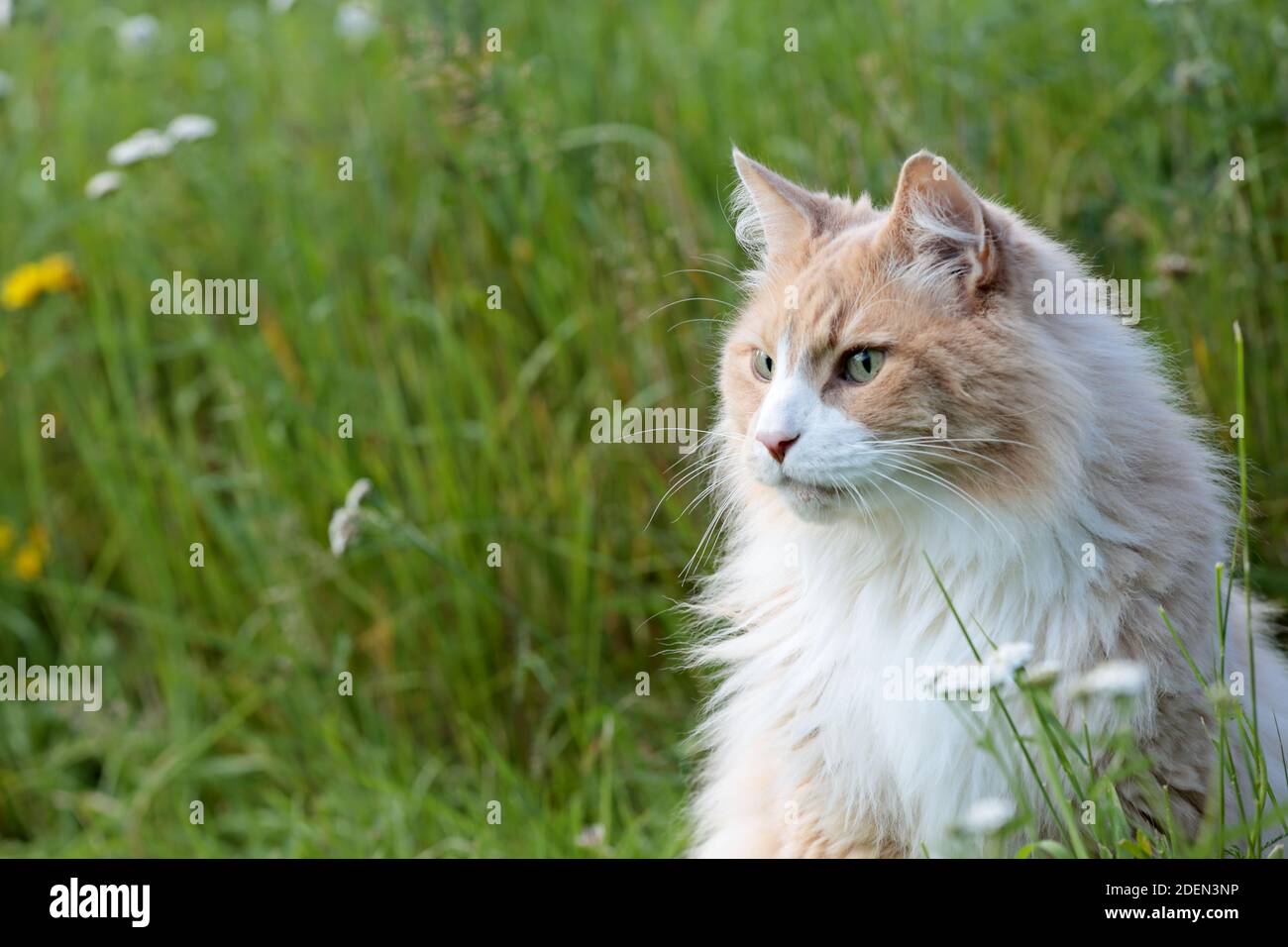 A portrait of a norwegian forest cat male in a meadow Stock Photo