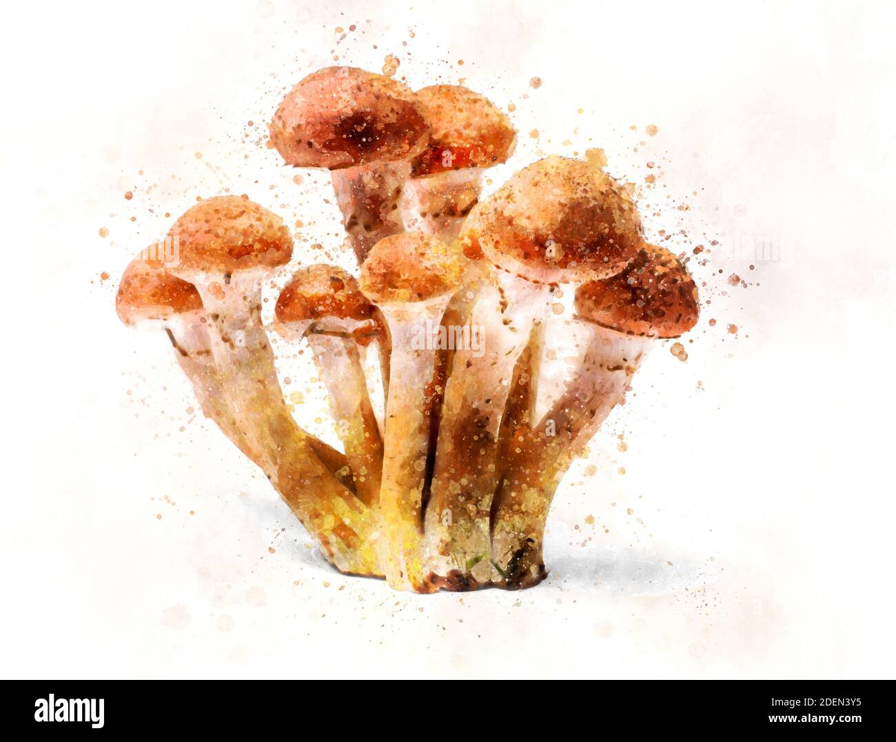 Armillaria mellea - Honey gel Hallimasch mushroom, art watercolor Stock Photo