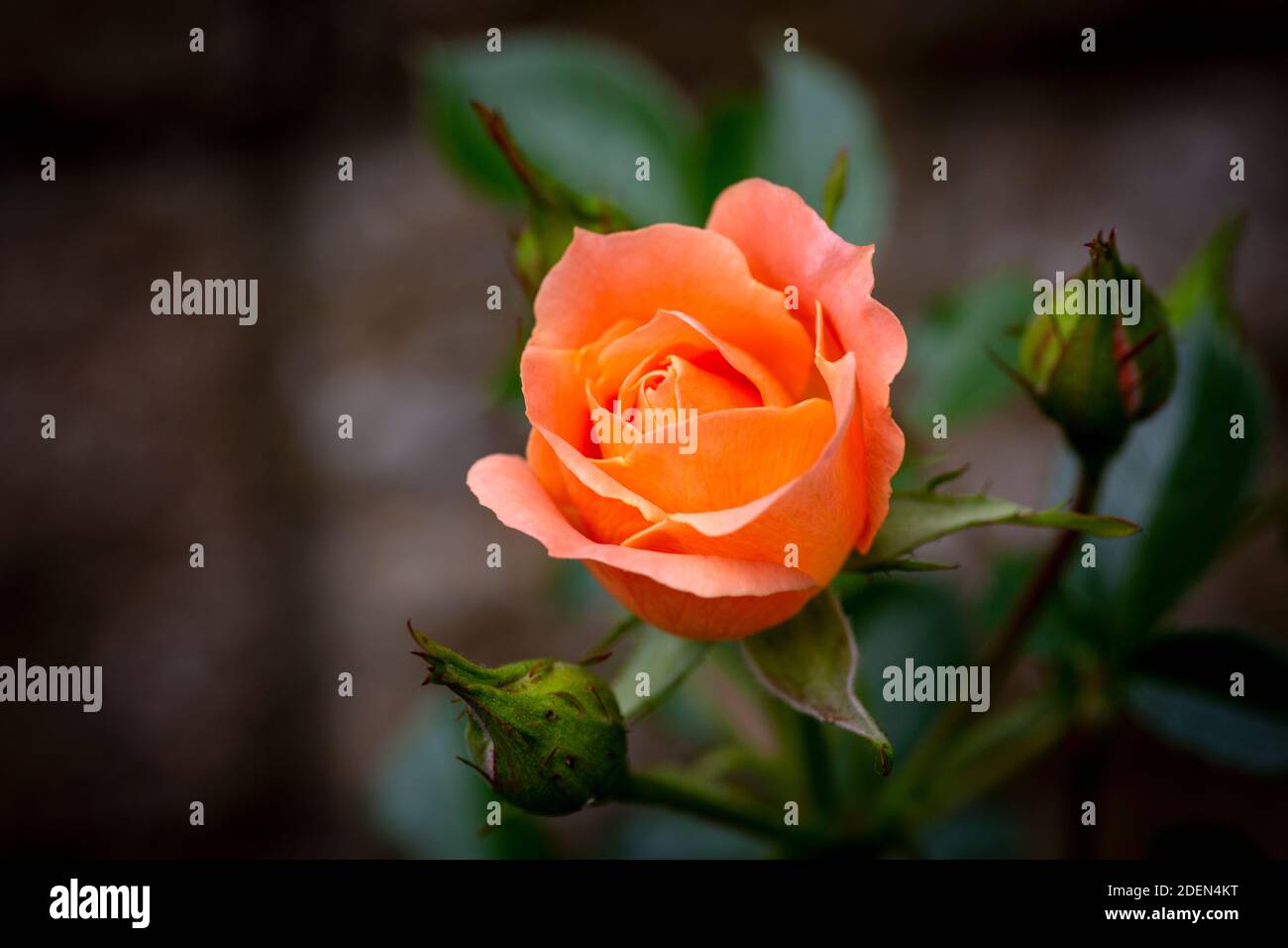 Orange rose and buds Stock Photo