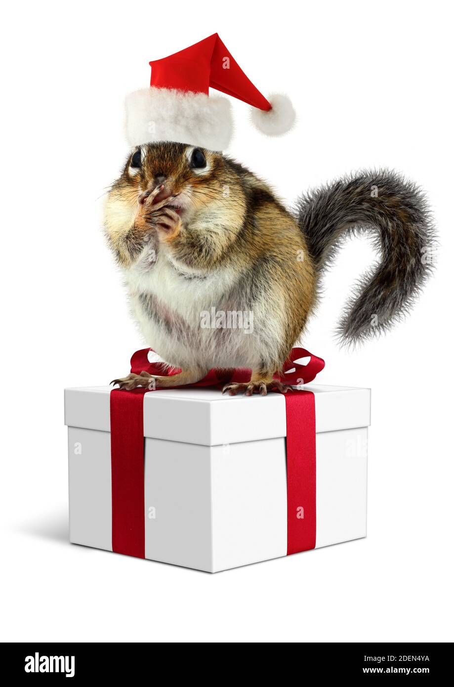 Funny Chipmunk with Santa Claus hat and gifts on white Stock Photo