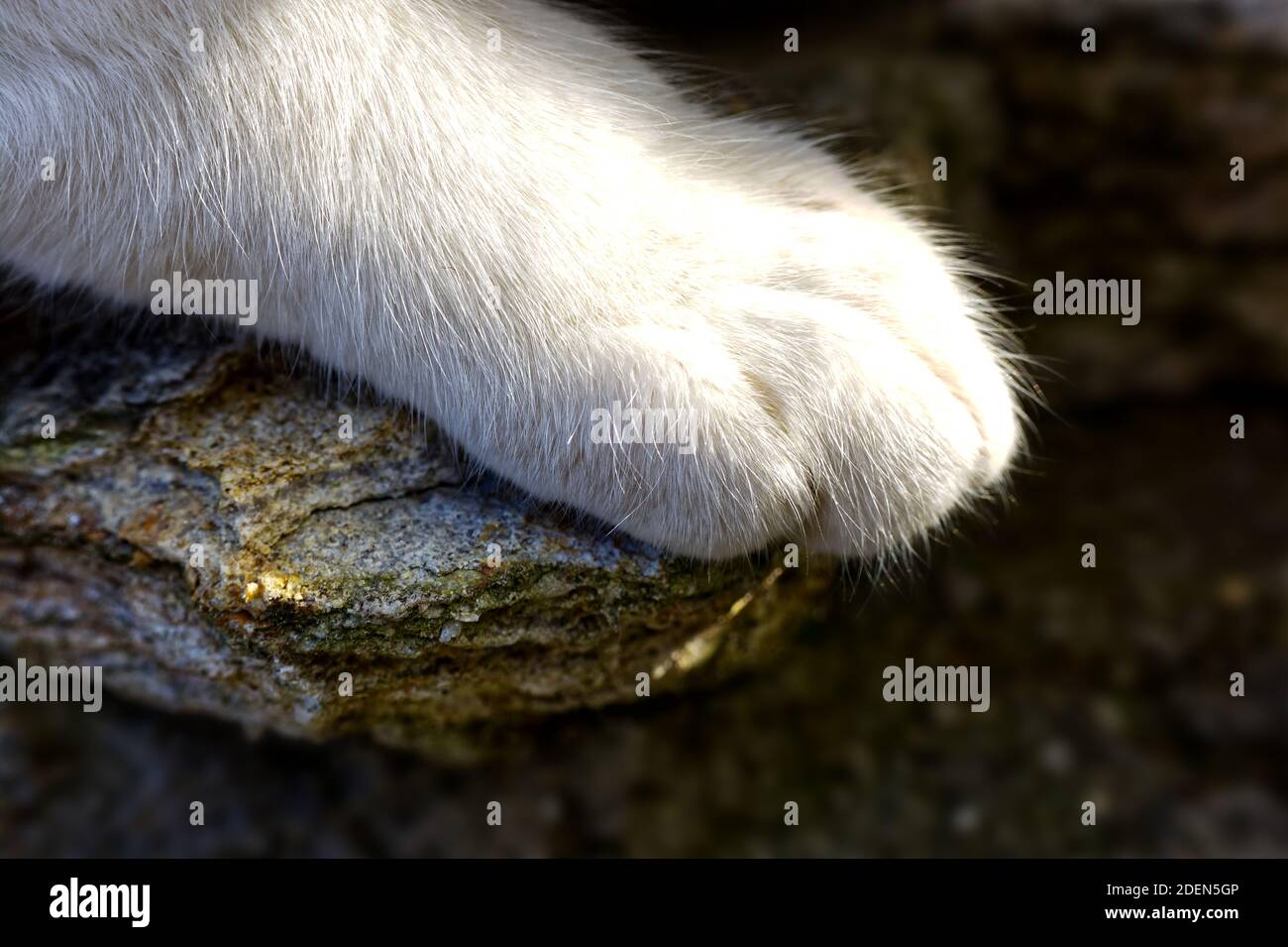 Closeup photo of cats paw, white cat’s paw stepped on a stone Stock