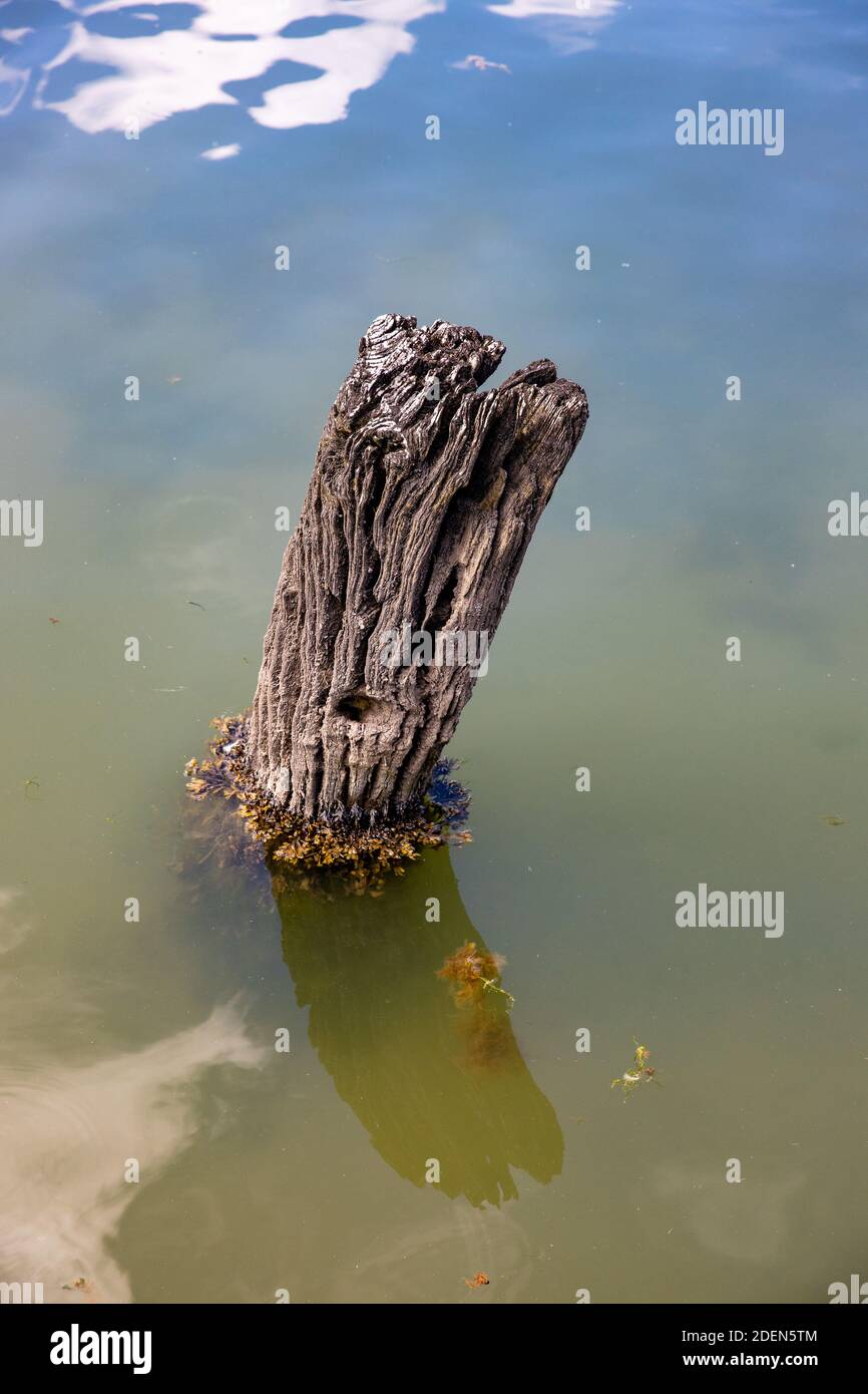 rotting wooden harbour post Stock Photo