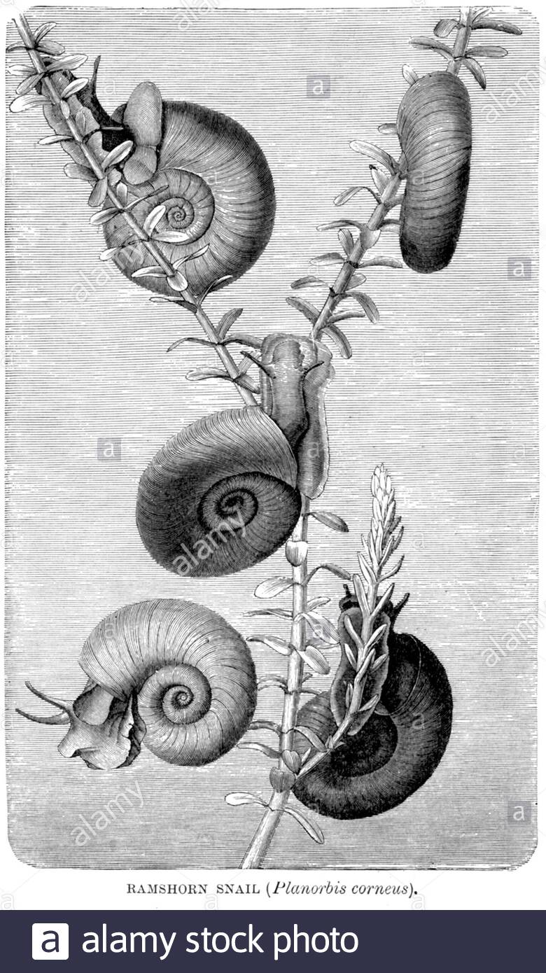 Ramshorn Snail, vintage illustration from 1896 Stock Photo