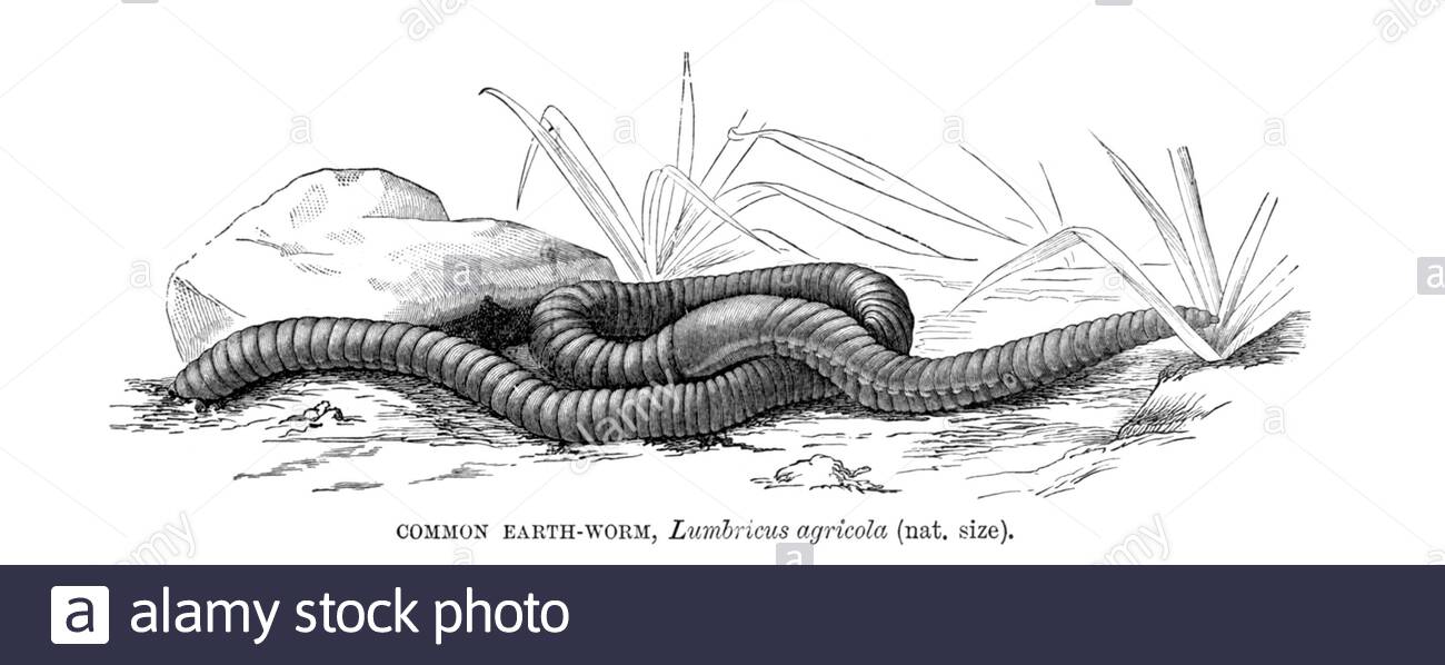 Earthworm illustration Black and White Stock Photos & Images - Alamy