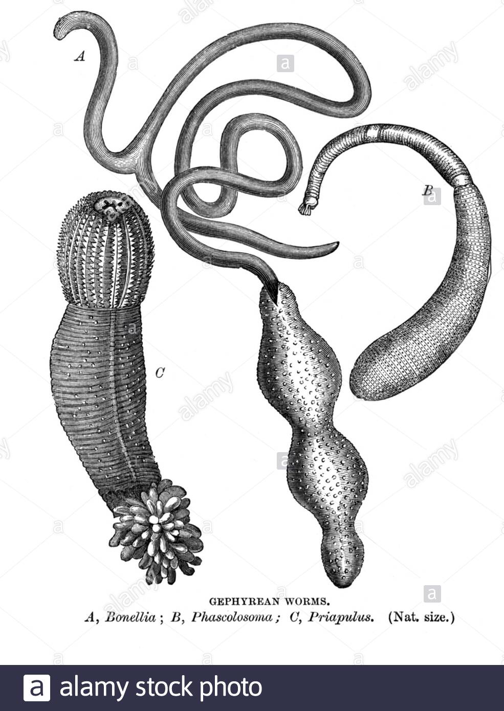 Gephyrean Worms, vintage illustration from 1896 Stock Photo