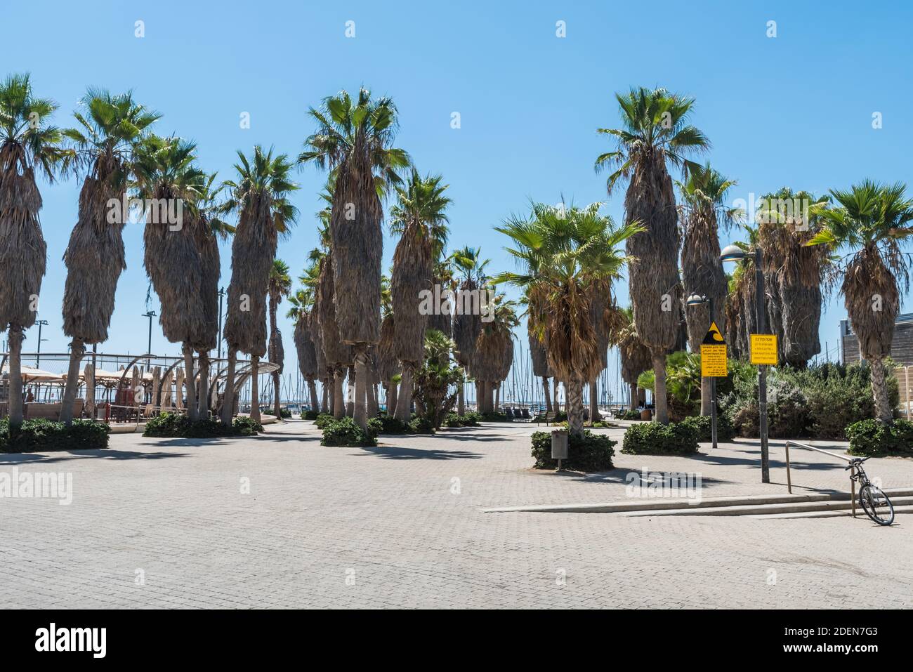 Palm trees growing sea shore beach hi-res stock photography and images ...
