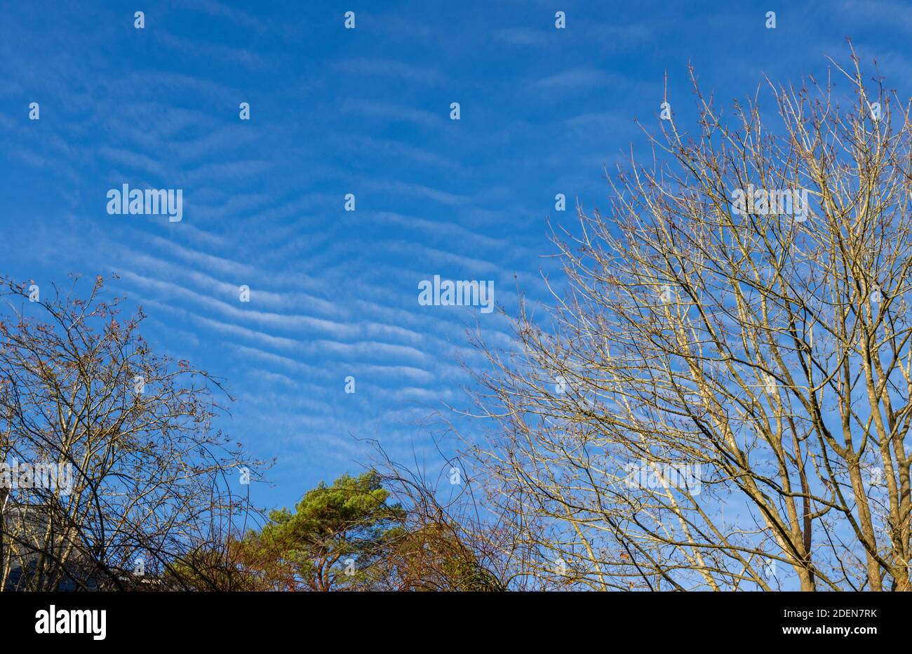 A blue mackerel sky with typical white, undulating, rippling pattern Cirrocumulus clouds, indicative of changeable weather, over Surrey, south-east En Stock Photo