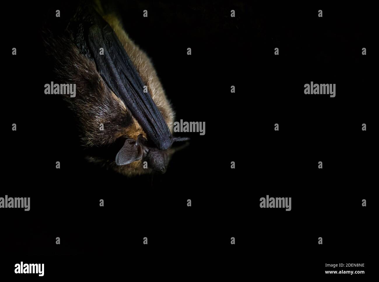 Northern bat (Eptesicus nilssonii) hibernating in an old military bunker Stock Photo