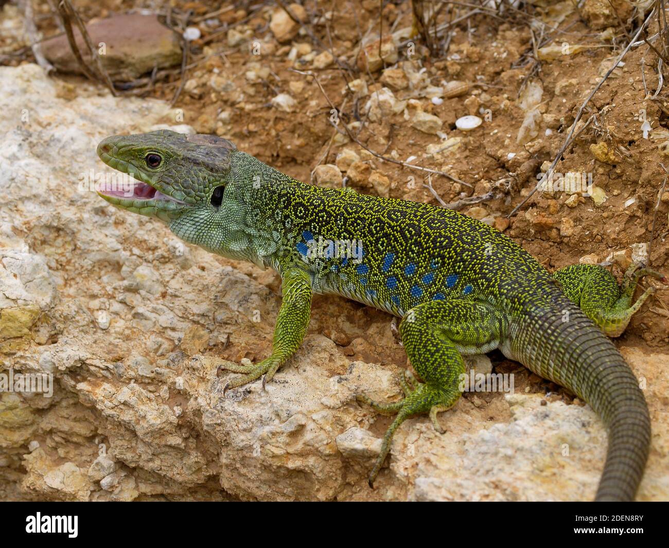 ocellated lizard, timon lepidus, lacerta lepida in spain Stock Photo - Alamy