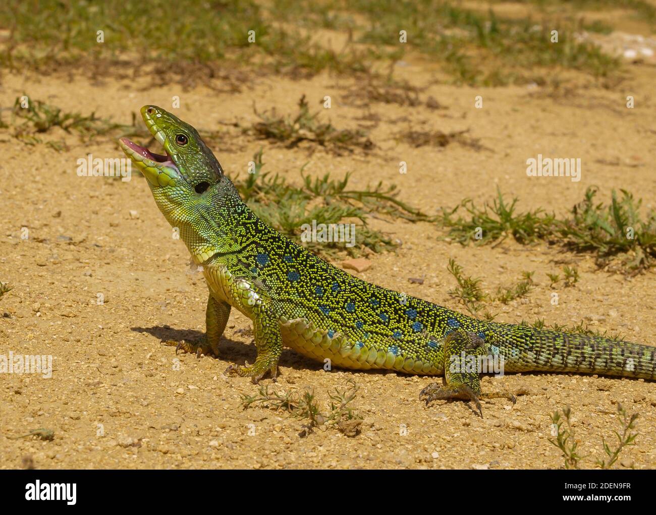 ocellated lizard, timon lepidus, lacerta lepida in spain Stock Photo