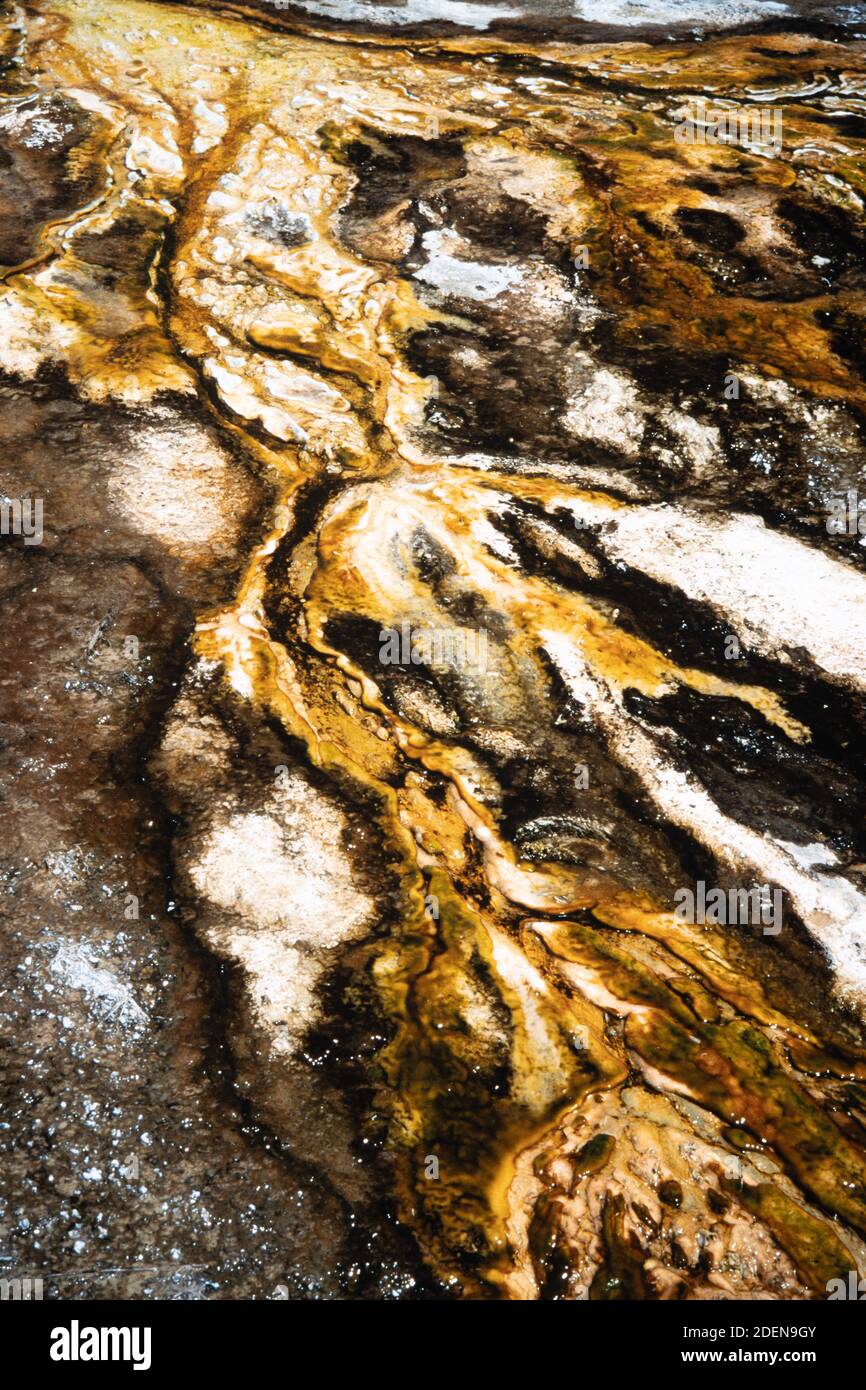 Orange and black microbial mats made by thermophilic microbes in runoff water of a thermal feature in Yellowstone National Park in Wyoming, USA. Stock Photo