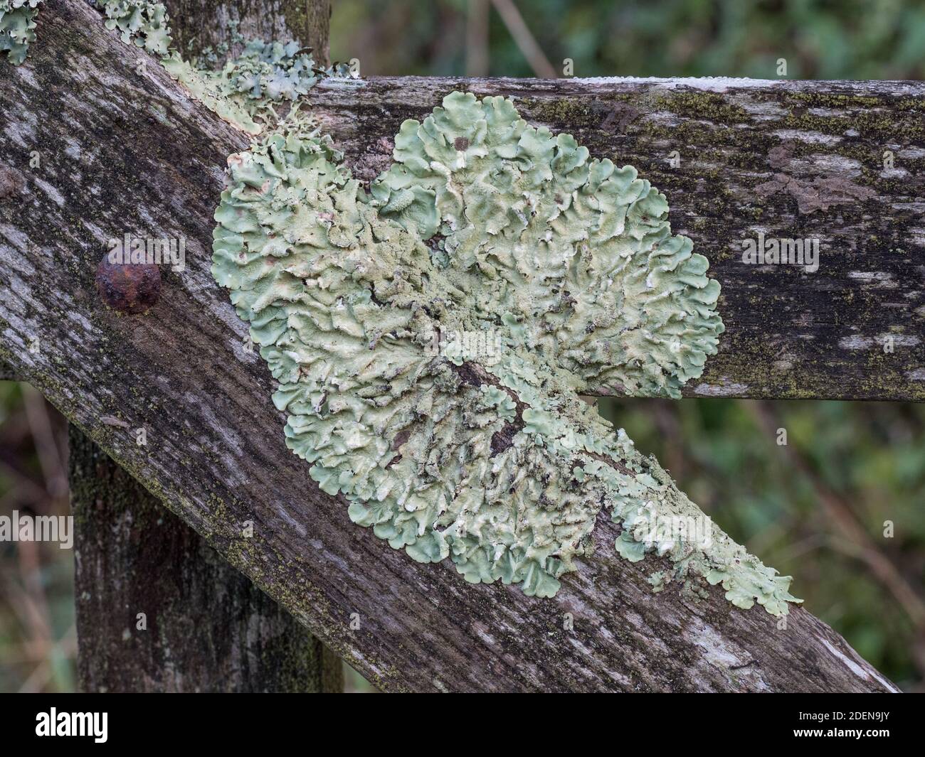 a close up closeup detail of grey light-green Greenshield lichen rosette growing splayed out on timber wooden gate with old rusty coach carriage bolt Stock Photo