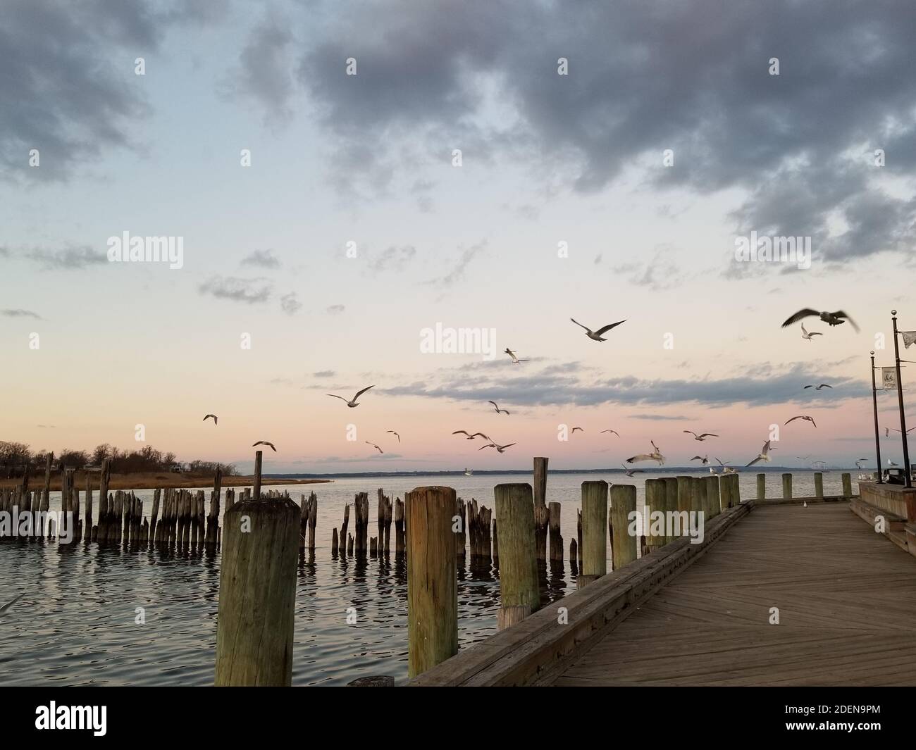 Group of seagulls in a frenzy and jockeying for position on the wooden pilings of a marina -07 Stock Photo