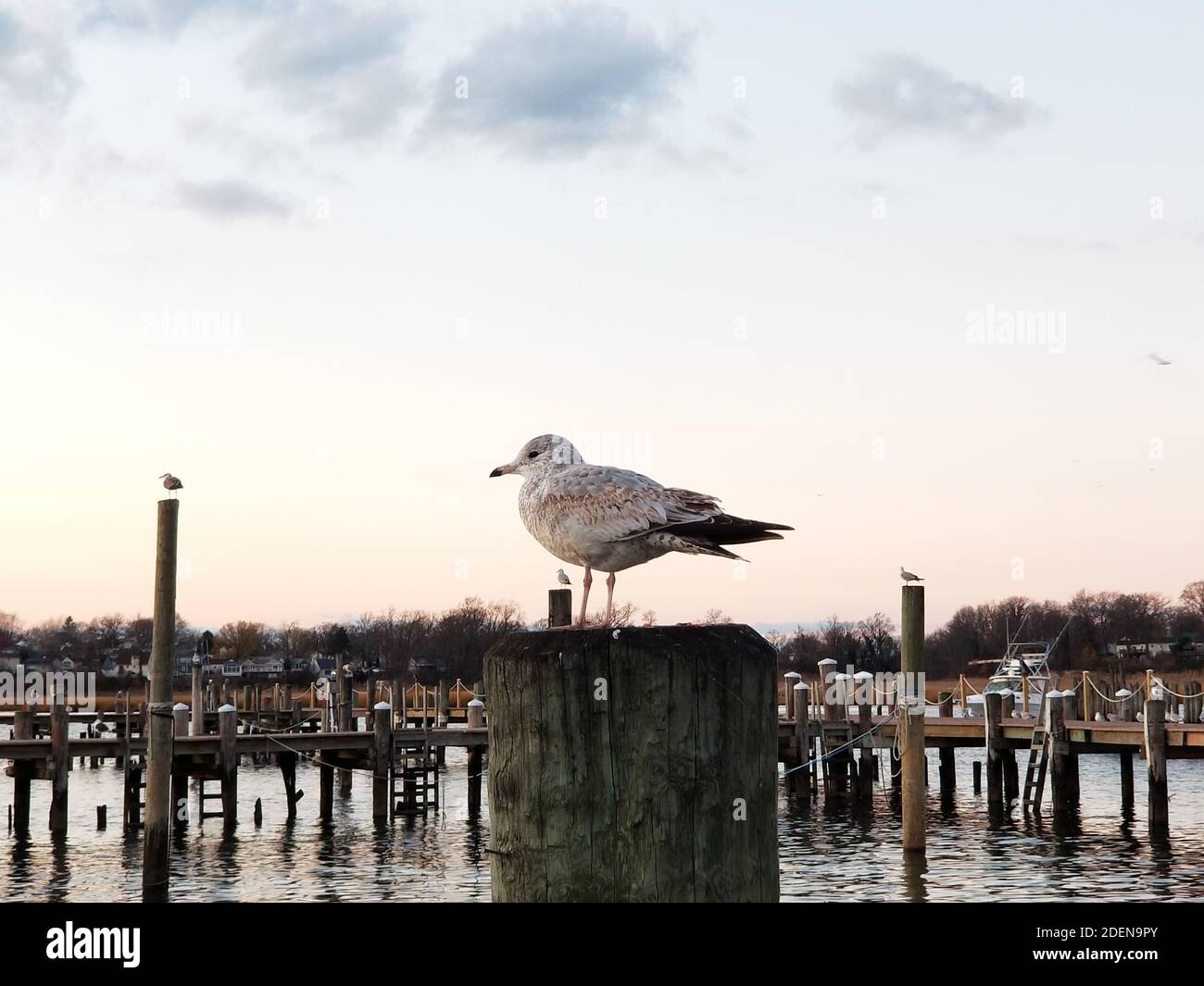 Group of seagulls jockeying for position on the wooden pilings of a marina -08 Stock Photo