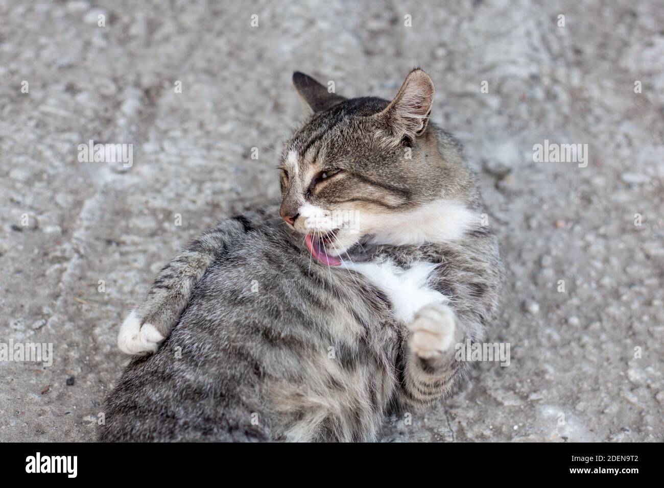 happy cat lies on its back and washes. Neat pets Stock Photo Alamy