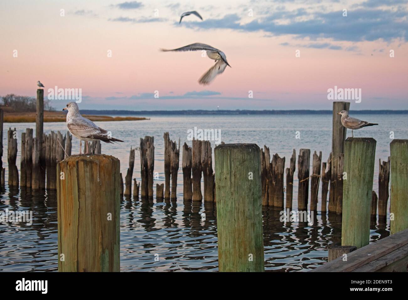Group of seagulls in a frenzy and jockeying for position on the wooden pilings of a marina -10 Stock Photo