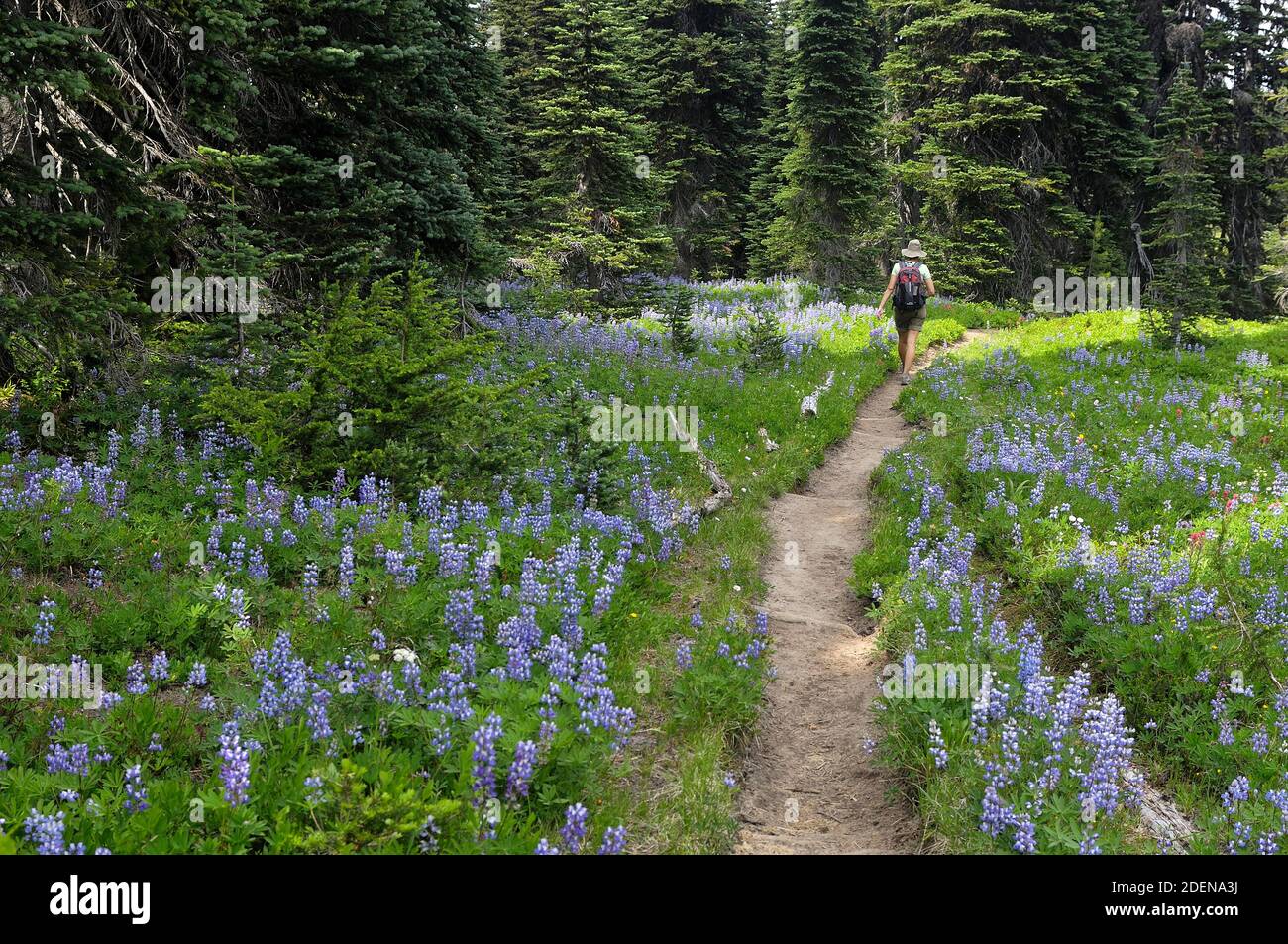 USA, Pacific Northwest, Washington,Cascades, Gifford Pinchot National Forest, Mount Adams, Killen Creek Trail, wildflowers and hiker Stock Photo