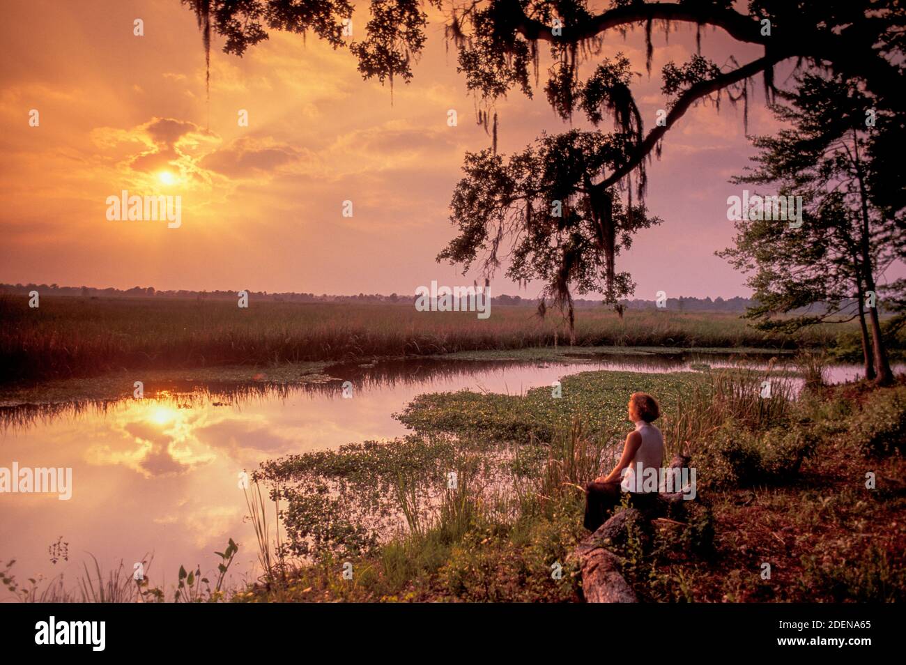 North America, USA, American, Deep south, sothern, South Carolina, Low Country, Pawleys island, Stock Photo