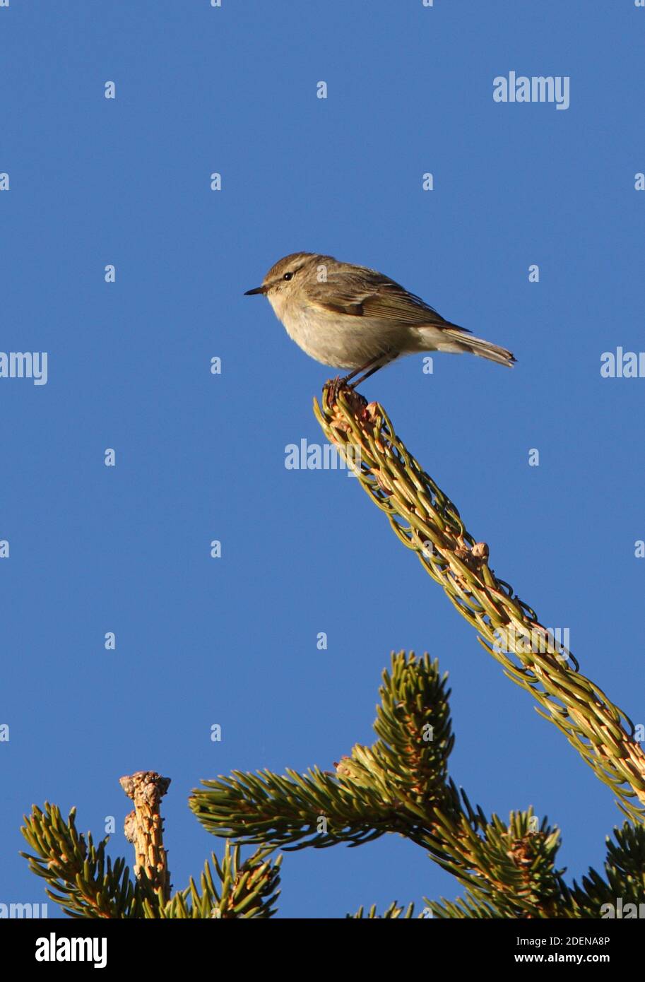 Hume's Leaf-warbler (Phylloscopus humei humei) adult perched on top of conifer  Ili-Alatau NP, Kazakhstan             May 2009 Stock Photo