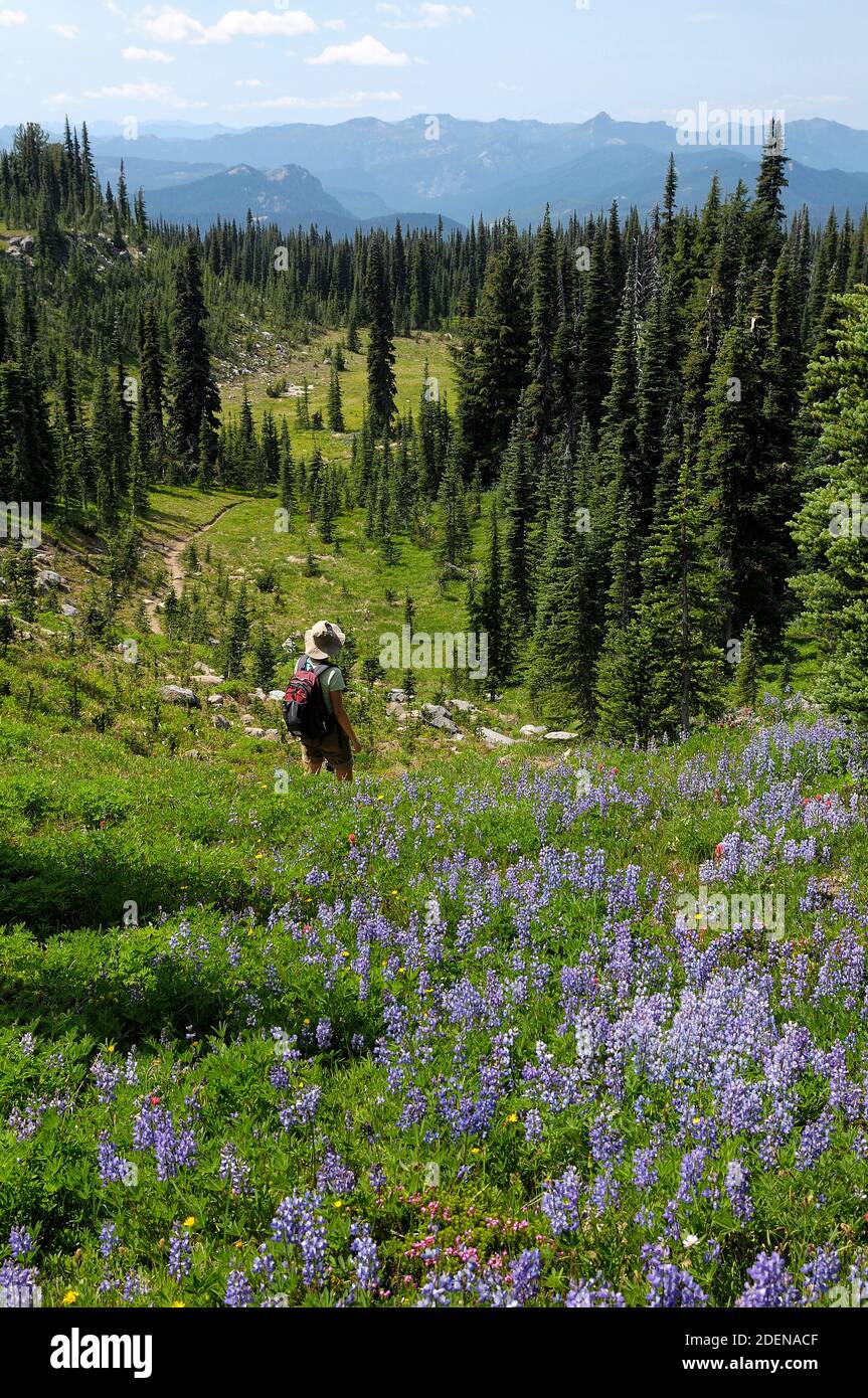 USA, Pacific Northwest,Washington, Cascades, Gifford Pinchot National Forest, Mount Adams, Killen Creek Trail, wildflowers and hiker Stock Photo