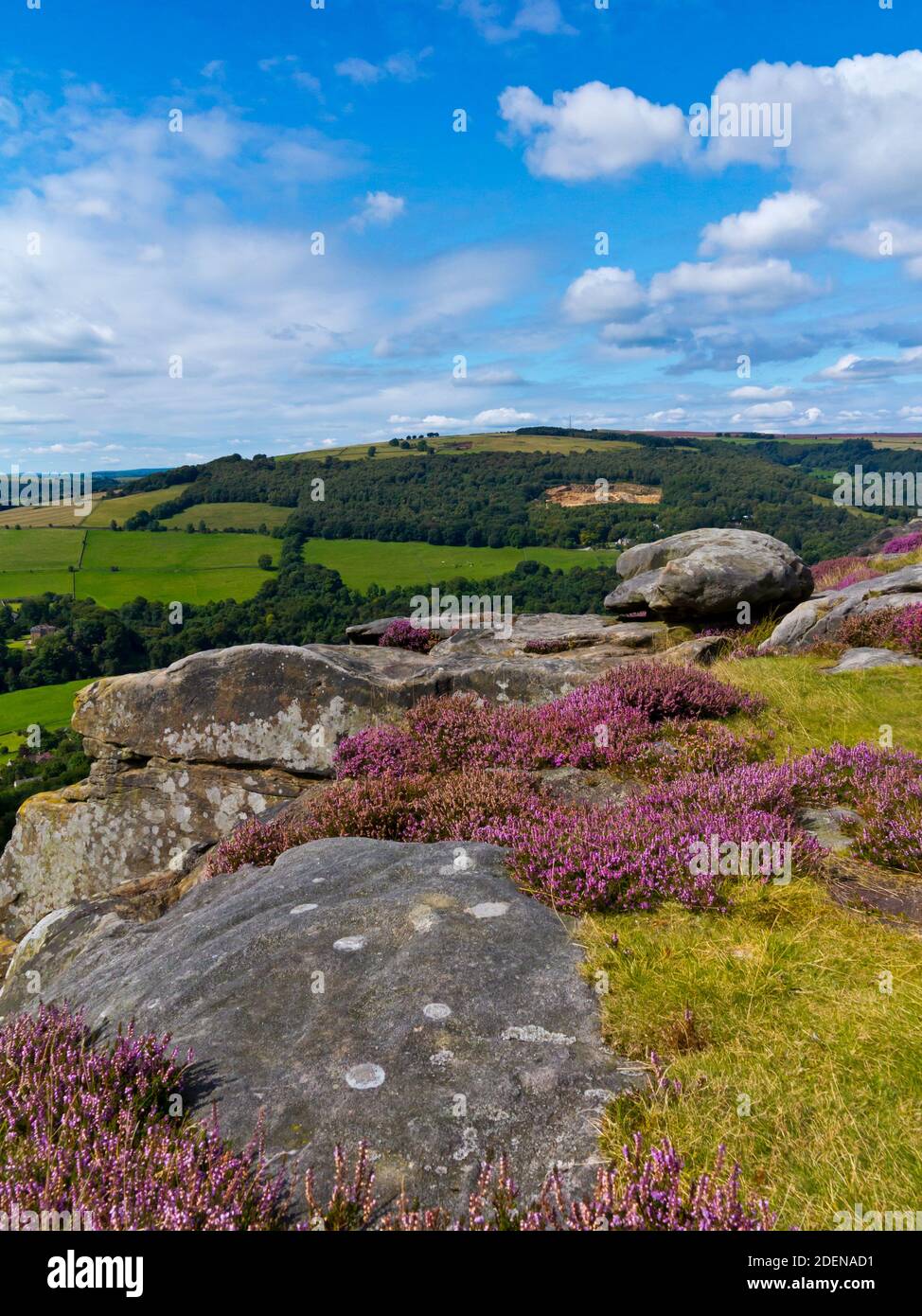 Late summer heather on Froggatt Edge a gritstone escarpment in the Dark Peak area of the Peak District National Park, in Derbyshire, England UK Stock Photo