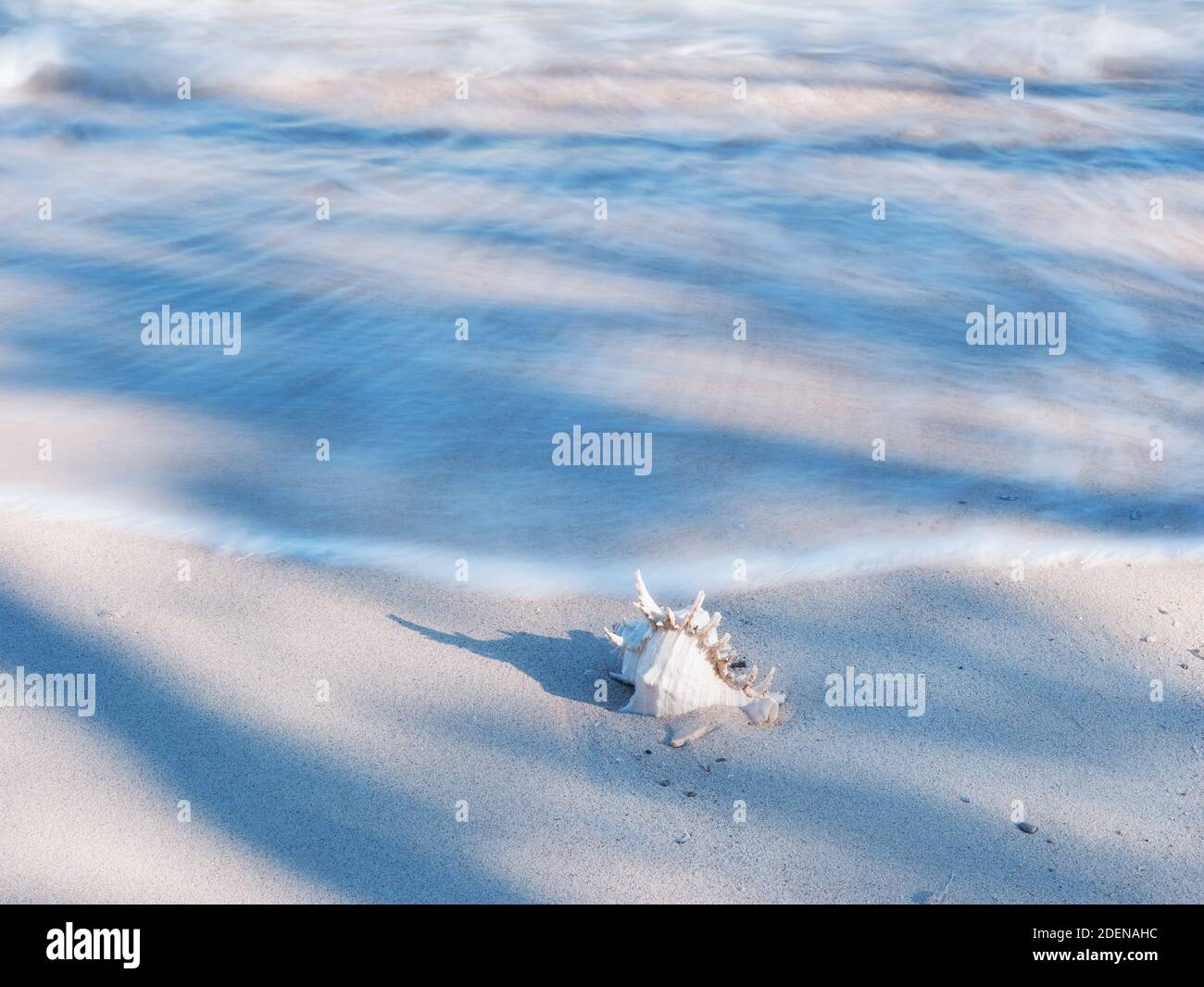 Series of shell in light and shadow on a white sand beach nature art design with long exposure Stock Photo