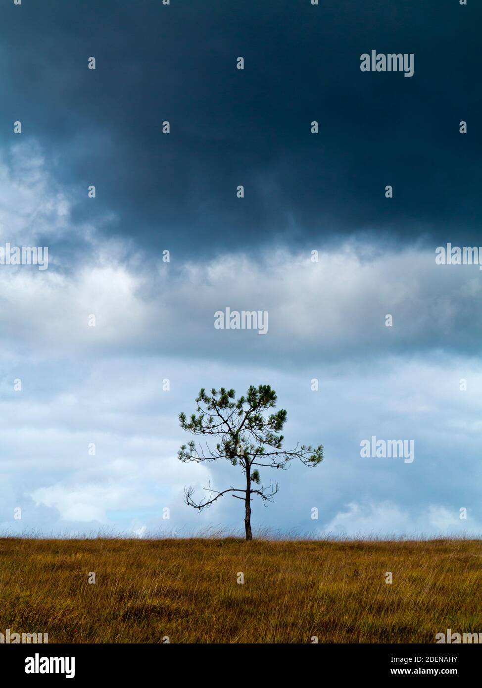 Lone tree in centre of photograph with a dark and stormy sky with black ...
