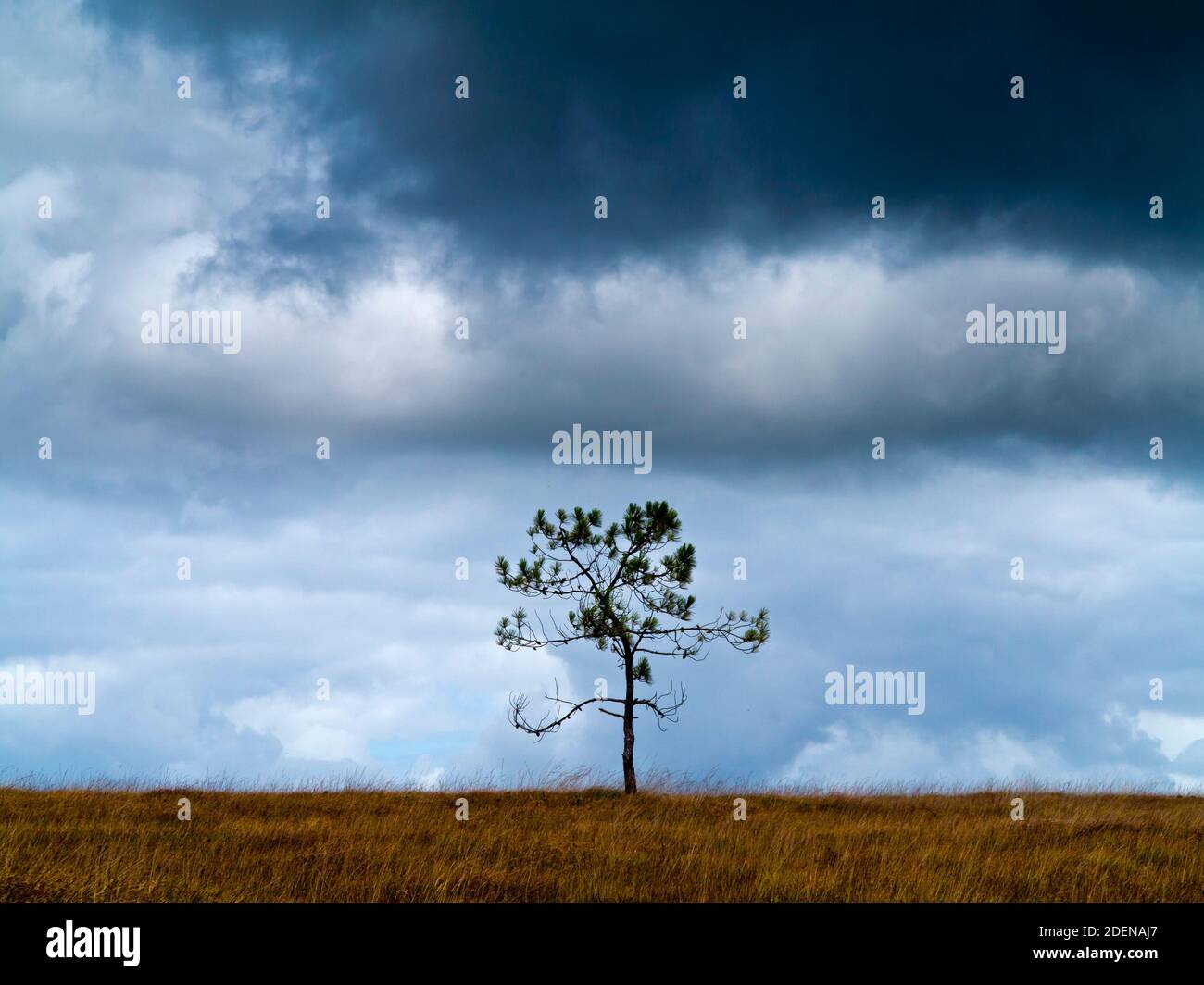 Lone tree in centre of photograph with a dark and stormy sky with black ...
