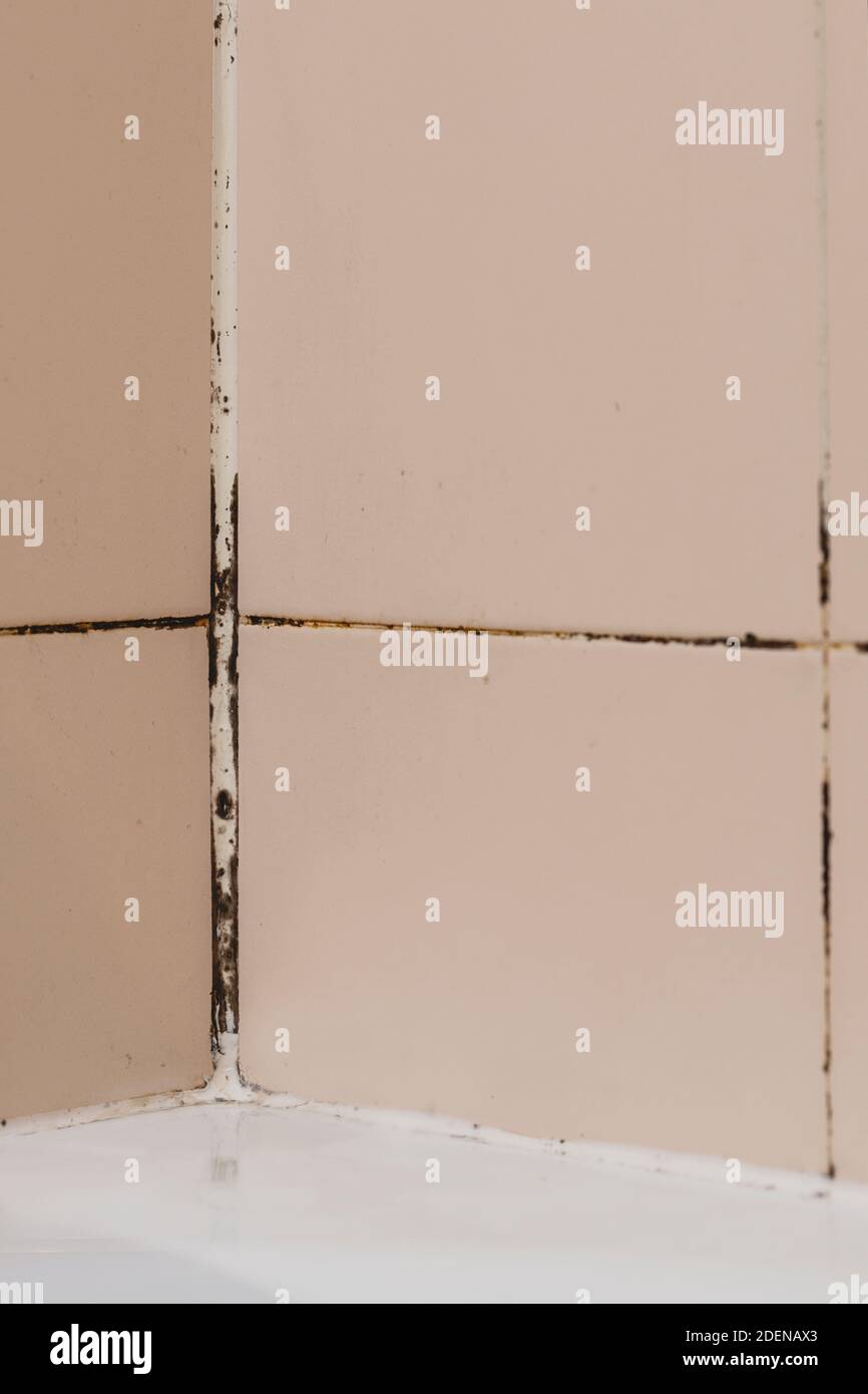 Joints between tiles with mold Stock Photo Alamy