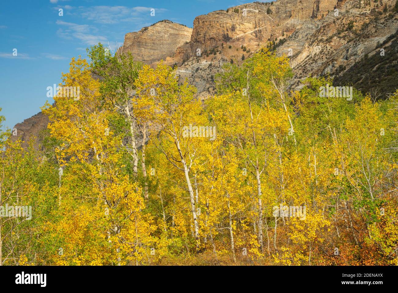 USA, Great Basin, Nevada, Elko County, Ruby Mountains, Lamoille Canyon, Aspen in autumn Stock Photo