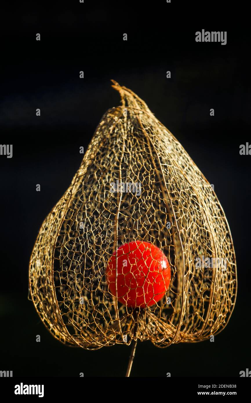 Die Lampionblume ist nur 'mässig' giftig Stock Photo