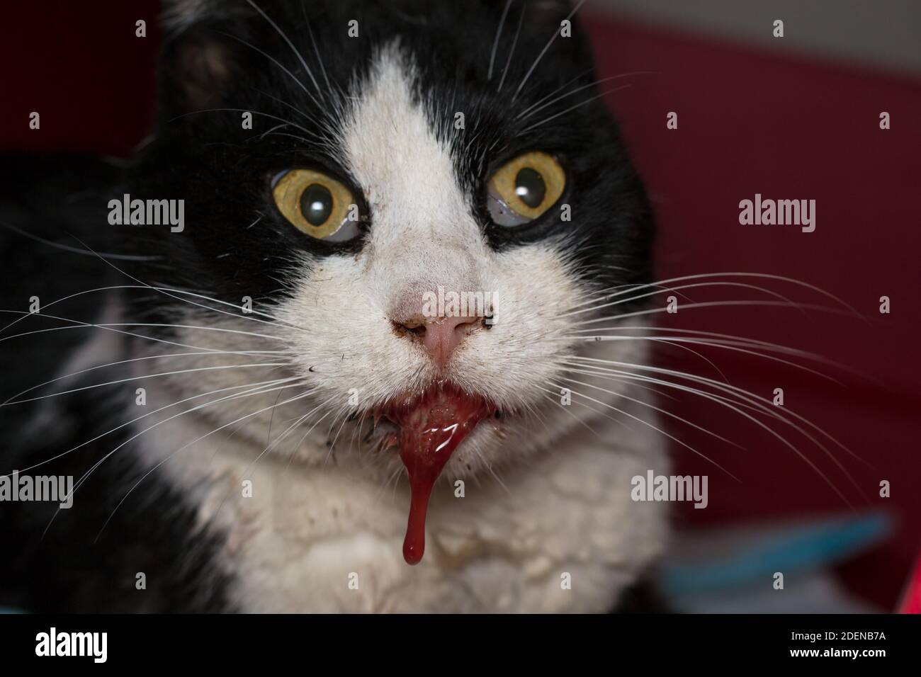 closeup photo of a cat with bloody saliva because sha was poisoned