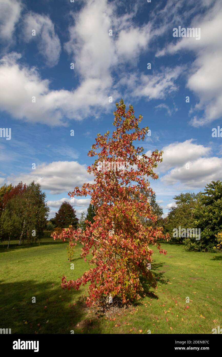 Liquidambar styraciflua 'Corky' in colourful autumn livery against blue sky, sun shining Stock Photo