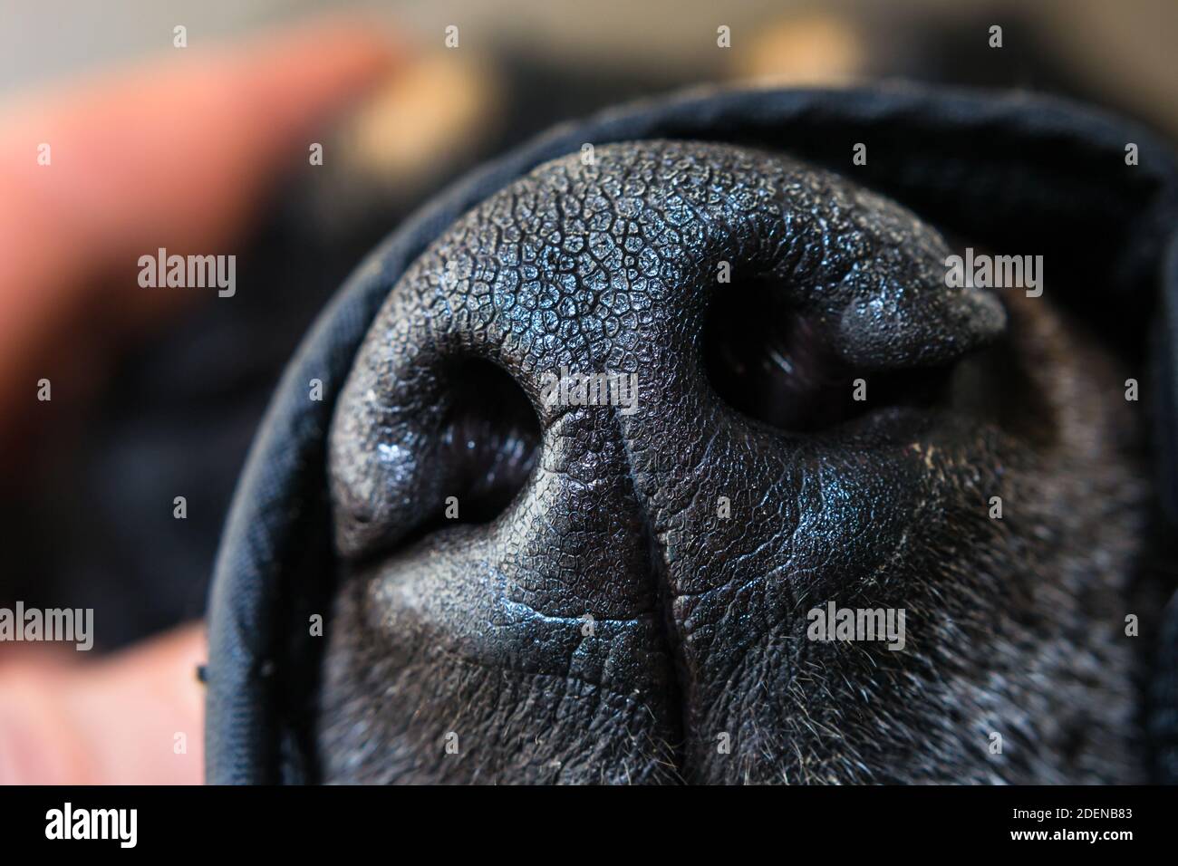closeup photo of a dog's black nose Stock Photo Alamy