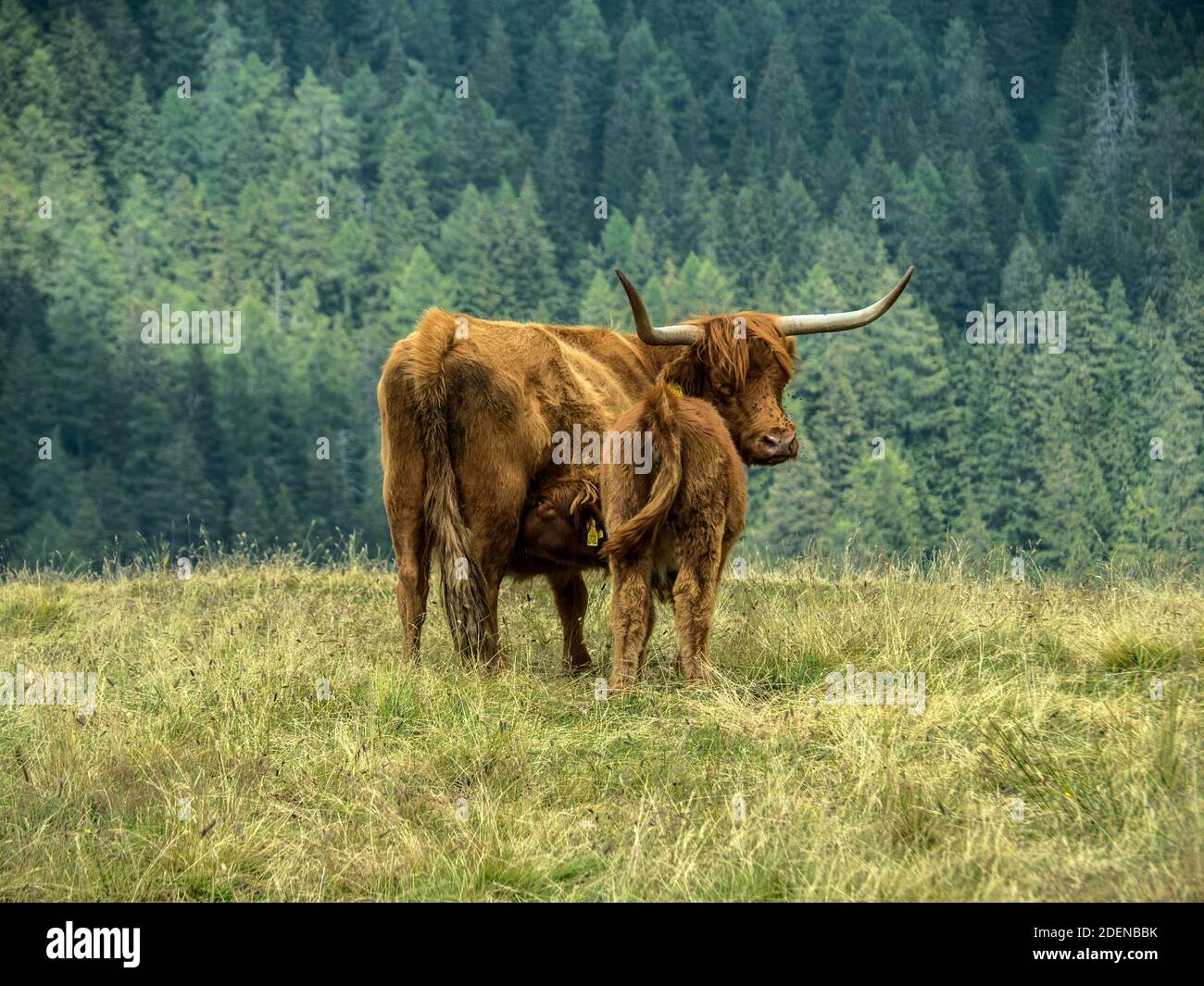 Schottisches Hochlandrind auf Tessiner Alp Stock Photo