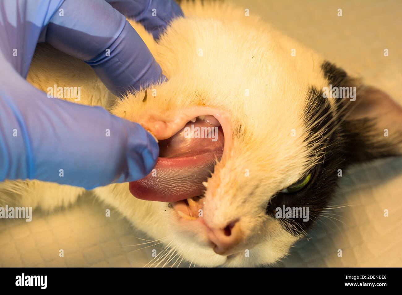 closeup photo of a cat mouth with salivary gland abscess Stock Photo