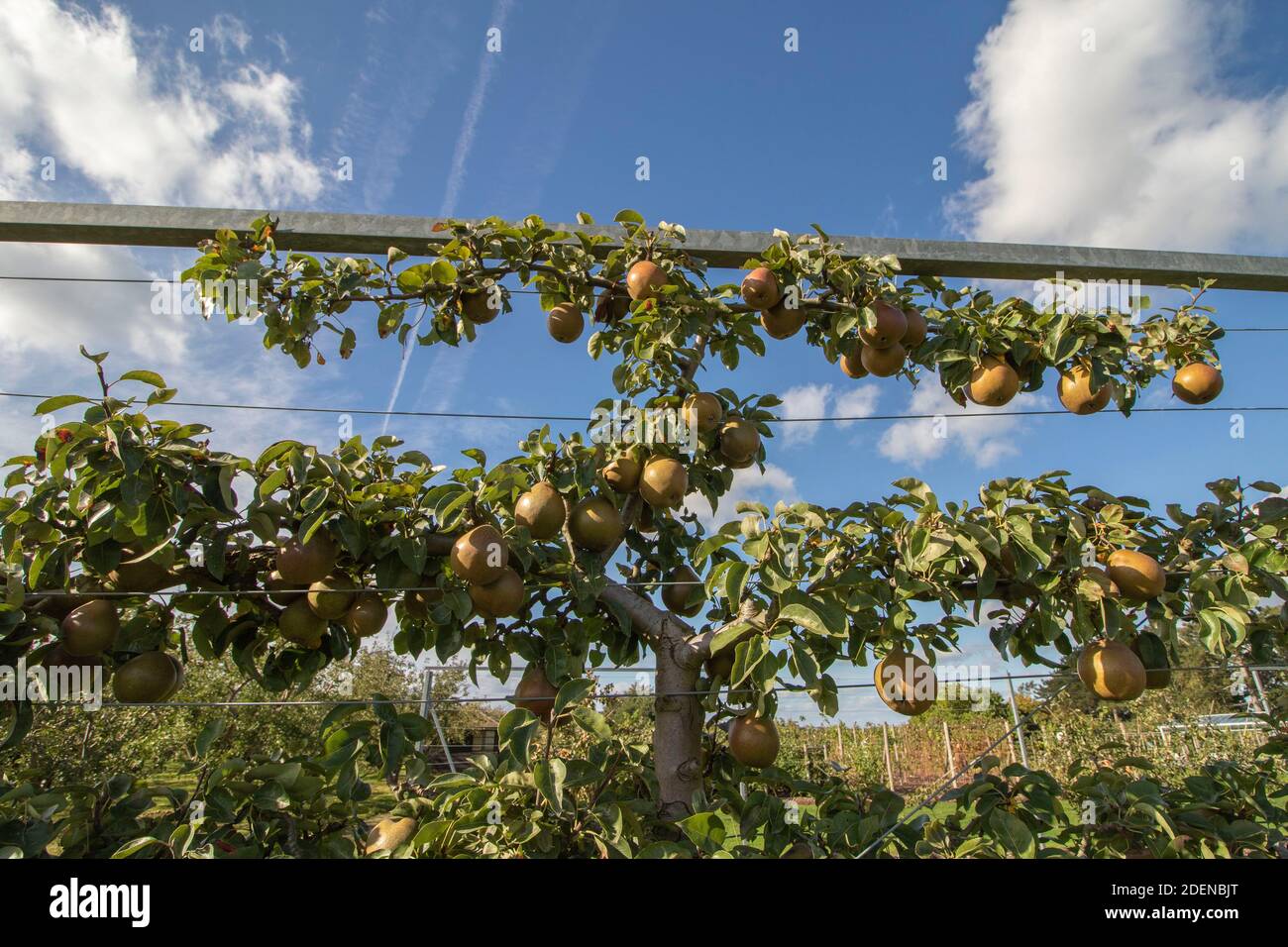 Pyrus communis 'Black Worcester' cooking pear growing on a trellis against a sunny blue sky Stock Photo