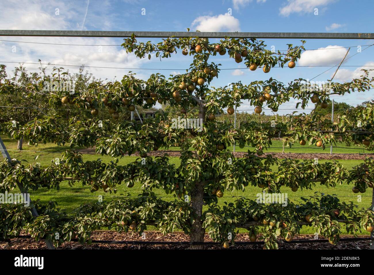Pyrus communis 'Black Worcester' cooking pear growing on a trellis against a sunny blue sky Stock Photo