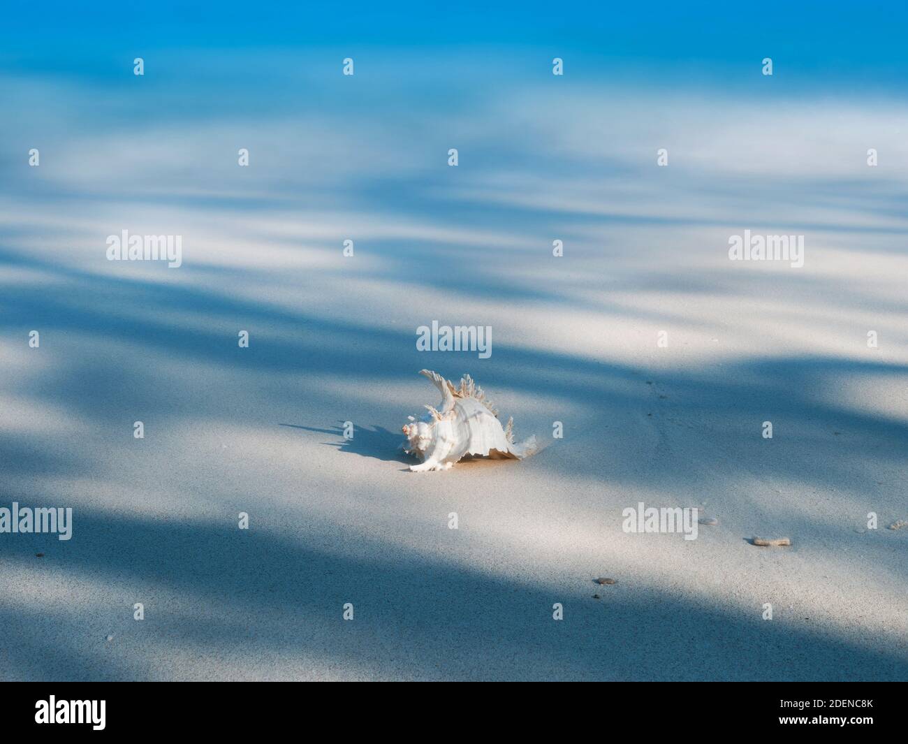Series of shell in light and shadow on a white sand beach nature art design with long exposure Stock Photo