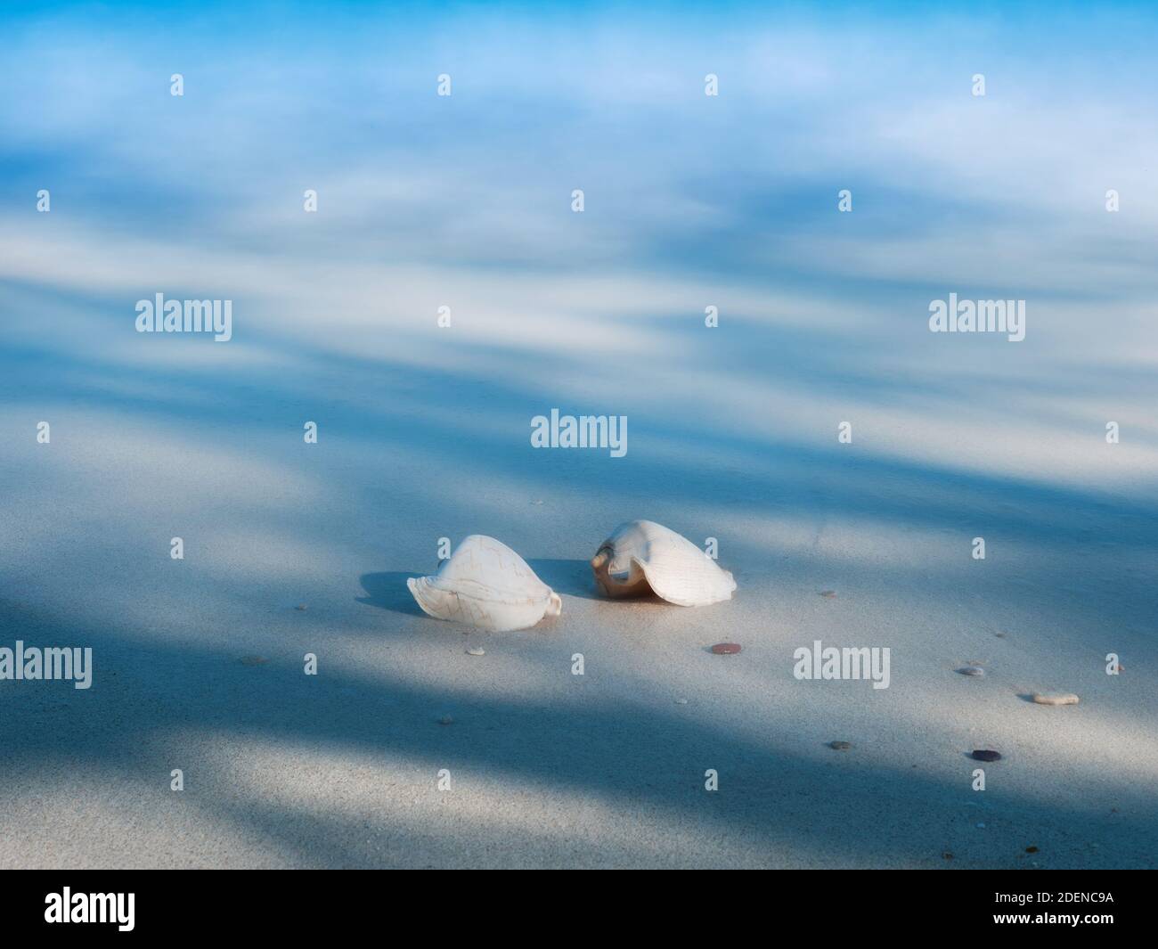 Series of shell in light and shadow on a white sand beach nature art ...