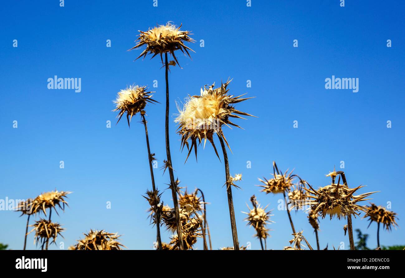 Dry thistle. Dry thistle at the end summer Stock Photo - Alamy